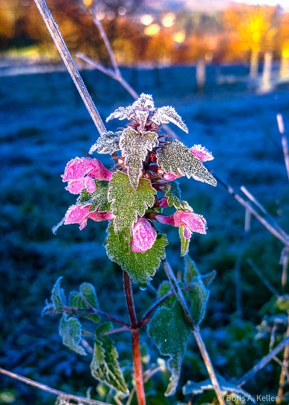 Winter flower