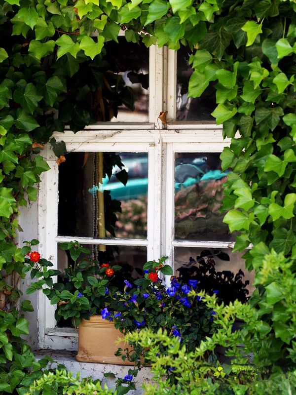 Ivy window