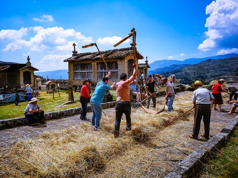 Grain threshing