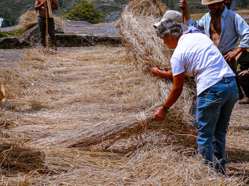 Grain threshing
