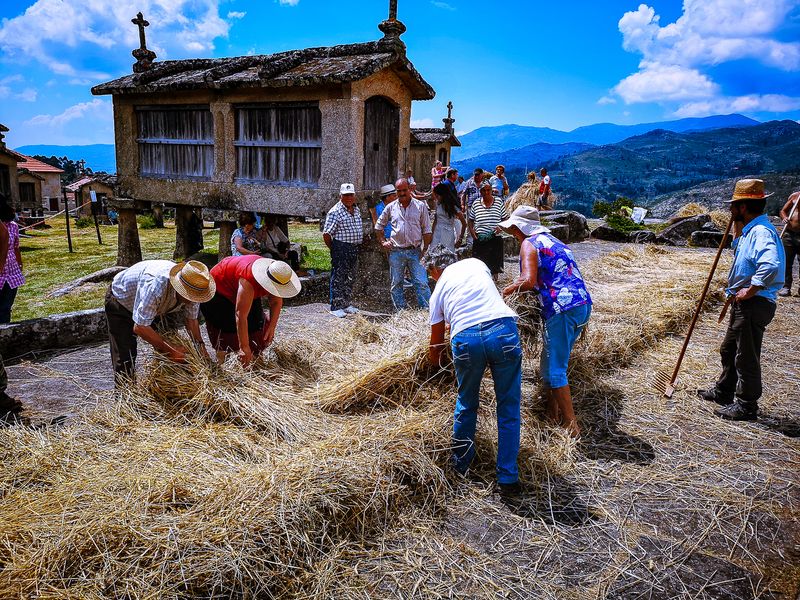 Grain threshing