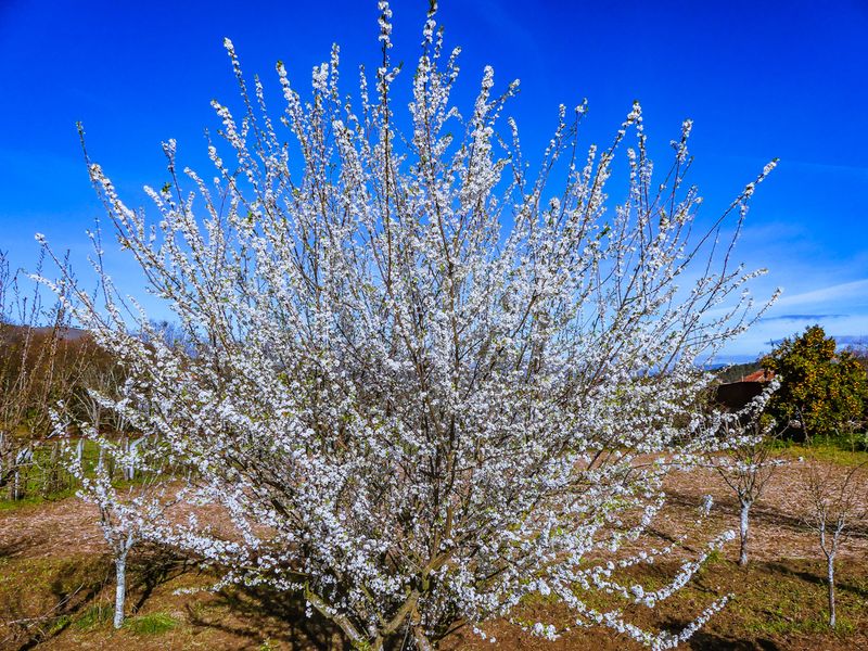 Splendor of Spring 