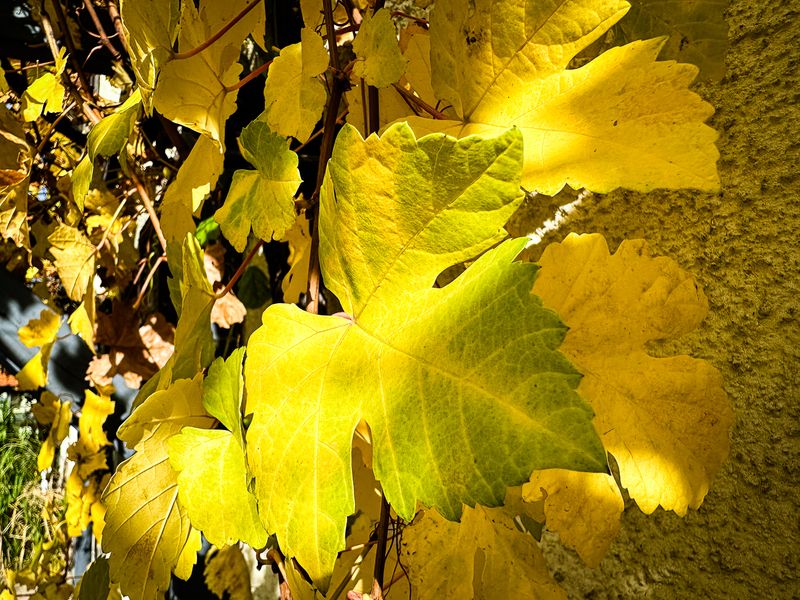 Golden leafs