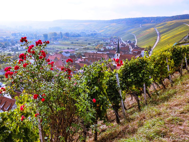 View to Escherndorf