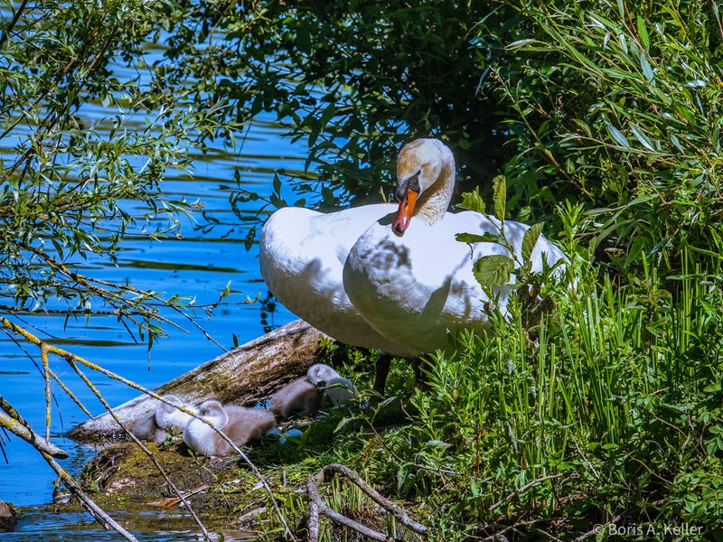 Schwanenfamilie 