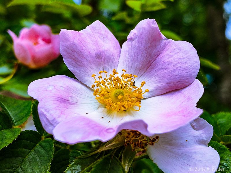 Hundsrose