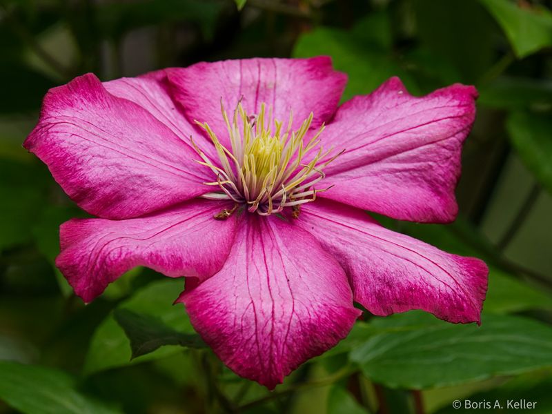 Clematis