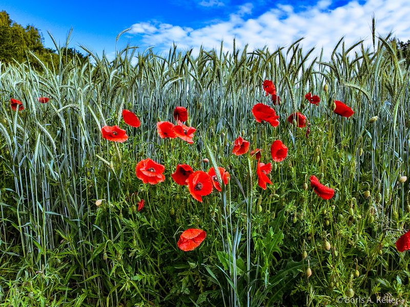Sommerfeld