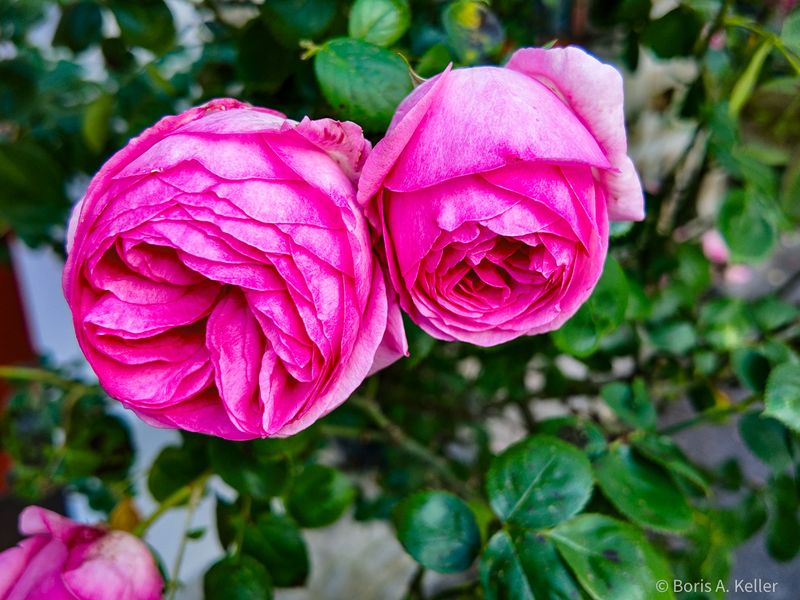 Alte Rosen