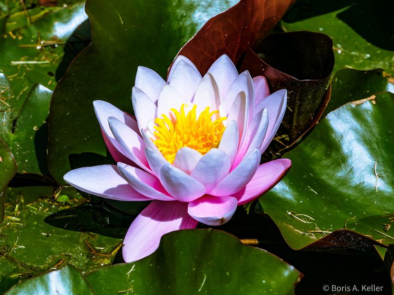 Seerose
