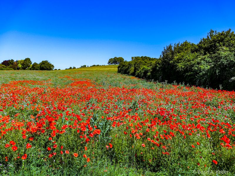 Mohnblumenwiese
