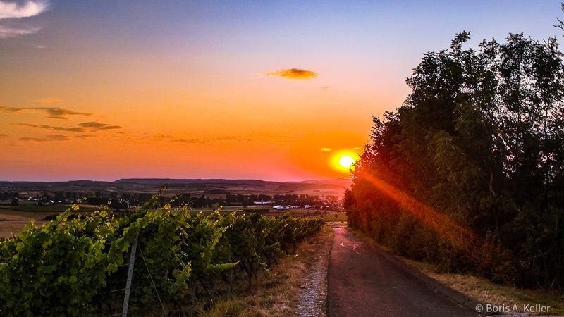 Sunset in the Vineyards