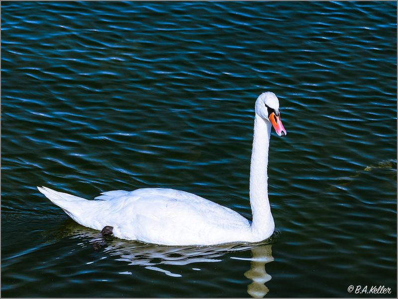 Schwanensee