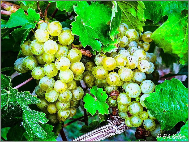 Mller-Thurgau
