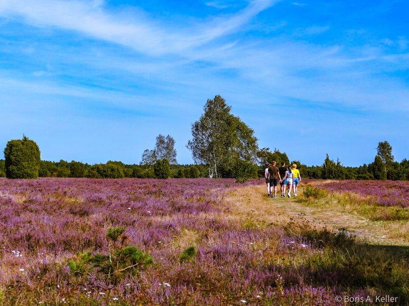 Wacholderwald Schmarbeck