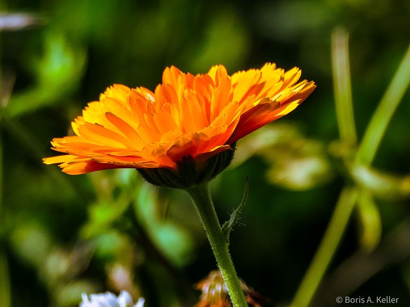 Wiesenblume