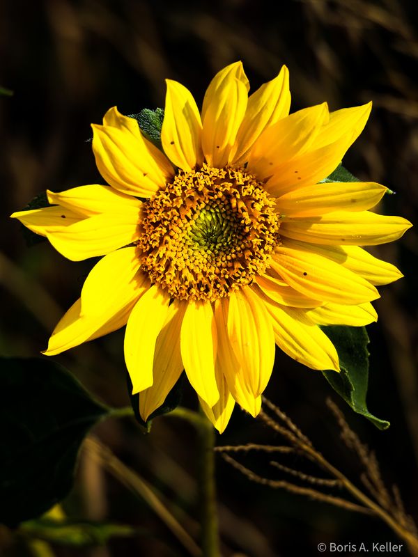 Sonnenblume