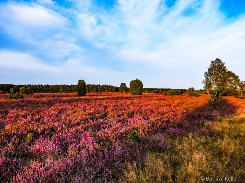Evening light