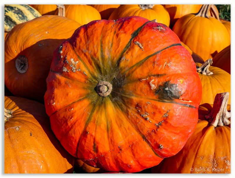 Pumpkins