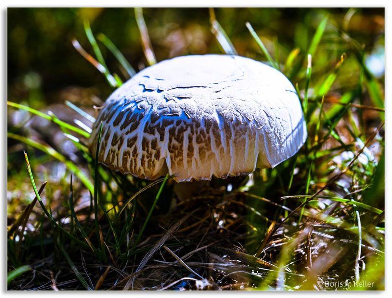 Mushroom