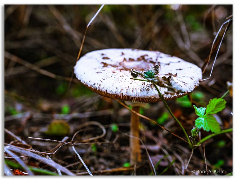 Parasolpilz