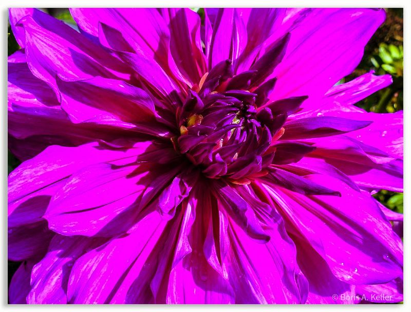 Dahlia