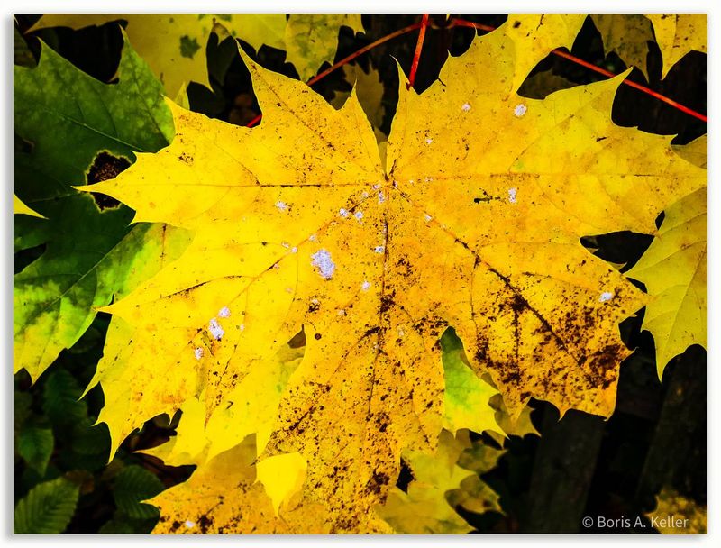 Maple leaf