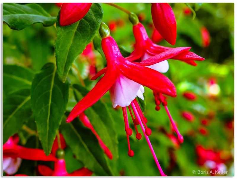 Fuchsia Lady Thumb