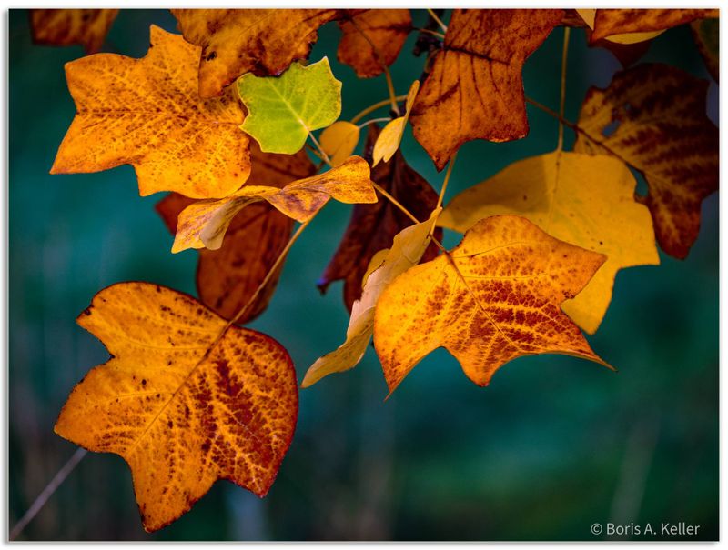 Tuliptree leafs