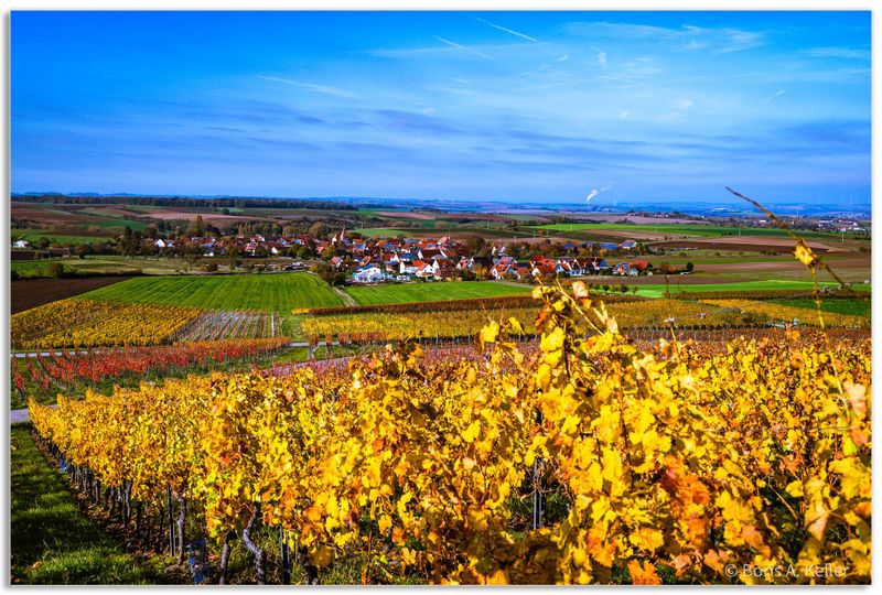 Vineyards