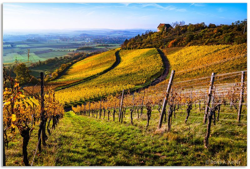 Vineyards