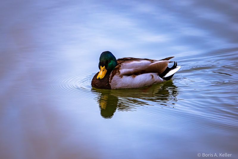 Duck