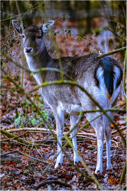 Deer
