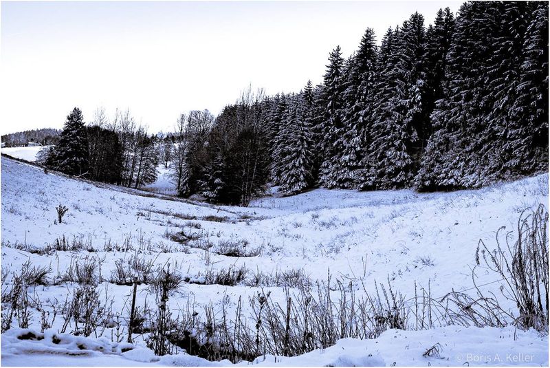 Meadow