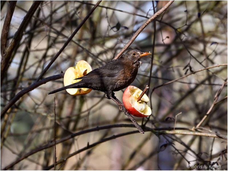 Amsel
