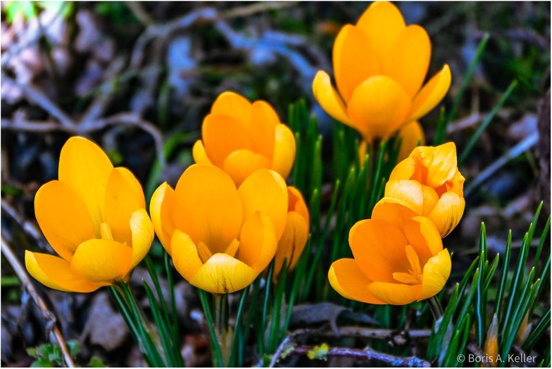 Crocuses