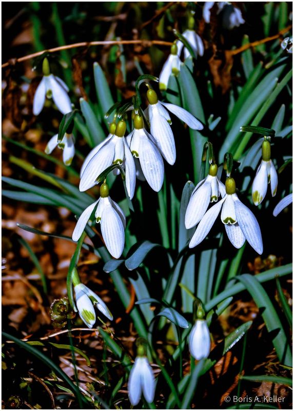 Snowdrops