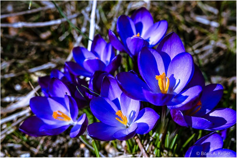 Crocuses