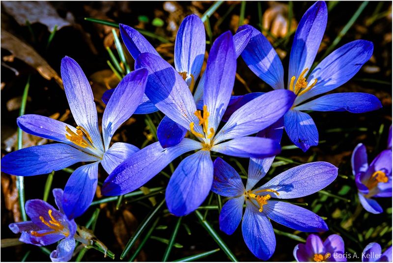 Happy Spring