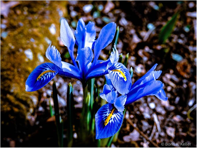 Irises