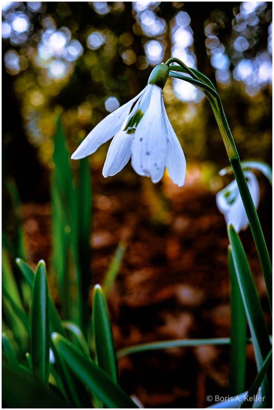 Snowdrop