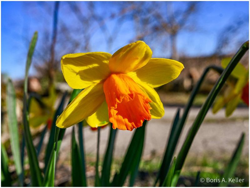 Narcissus