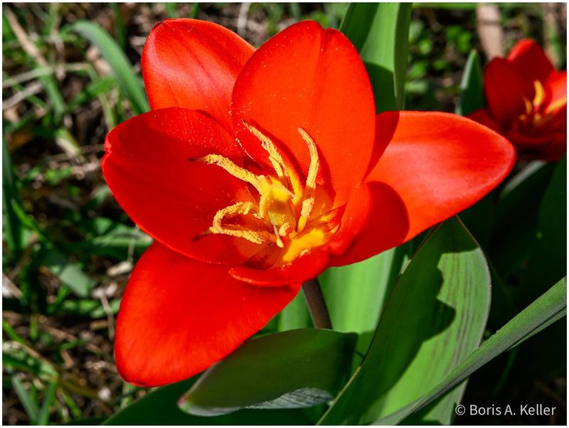 Wild Tulips