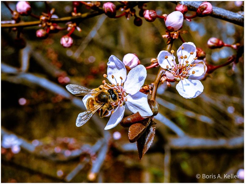 Honey bee flies in on a recently bloomed plum blossom