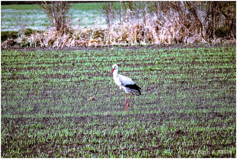 In the fields