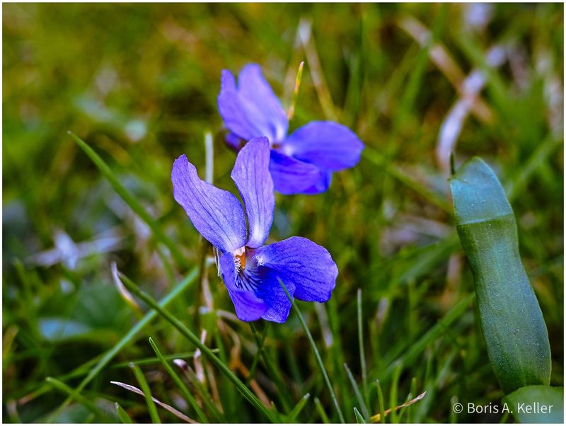 Violets