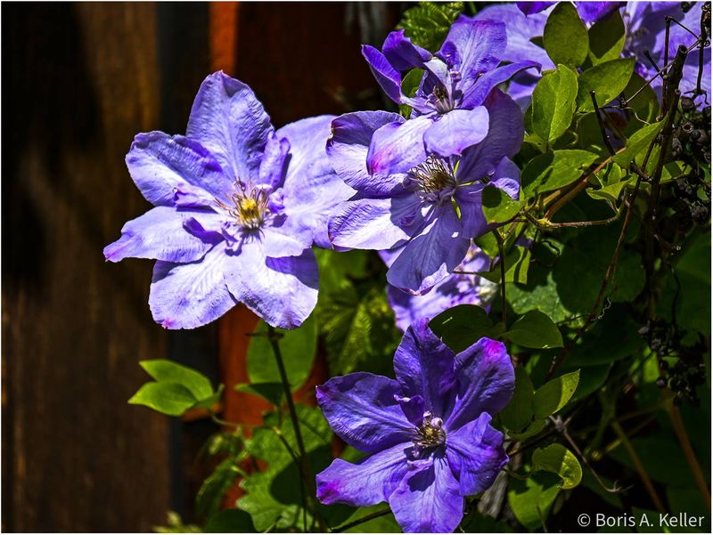 Clematis florida