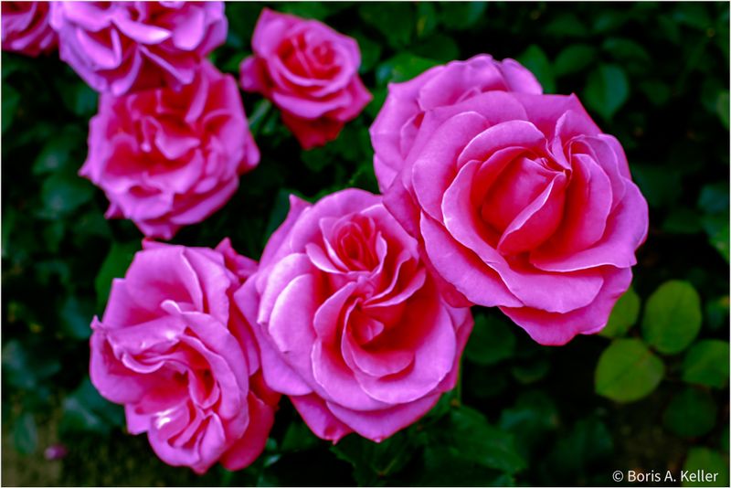 Im Rosengarten