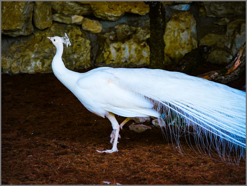 Weisser Pfau