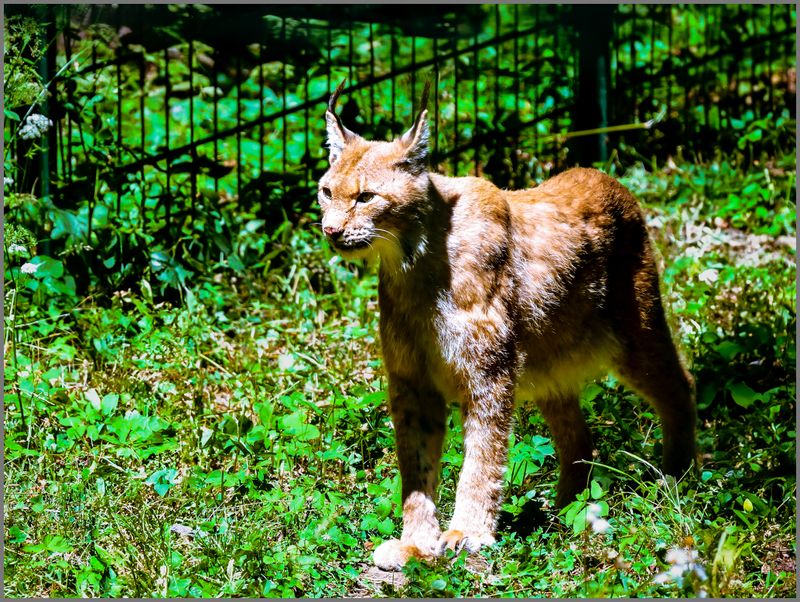 Luchs